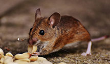 24 Hour & Emergency Exterminators in St Clrsville, PA